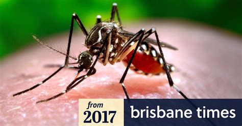 dengue fever in australia